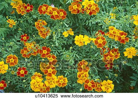 Close-up of orange Tagetes Gem series View Large Photo Image Stock Photography - Close-up of orange Tagetes Gem series. Fotosearch
