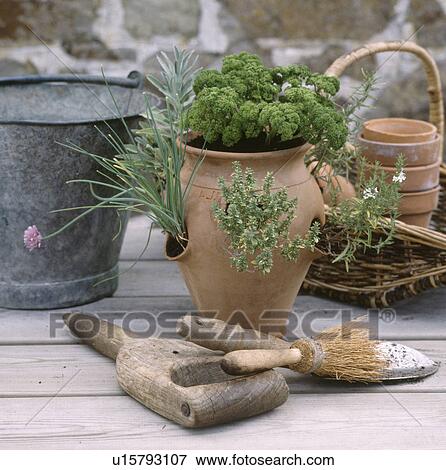 Close-up of parsley and time with chives in terracotta pot on table with hand-trowel and small brush and dibber View Large Photo Image Stock Photo - Close-up of parsley and time with chives in terracotta pot on table with hand-trowel and small brush and dibber. Fotosearch