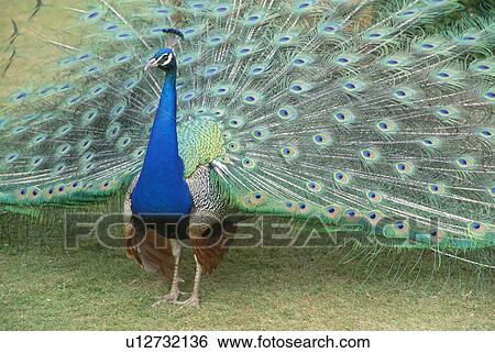 Close-up of peacock with tail fanned out View Large Photo Image Stock Photograph - Close-up of peacock with tail fanned out. Fotosearch