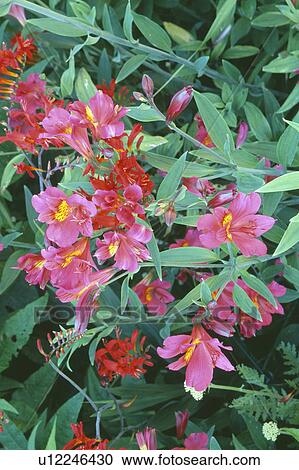 Stock Image - Close-up of pink Alstroemeria and red Crocosmia Lucifer. Fotosearch