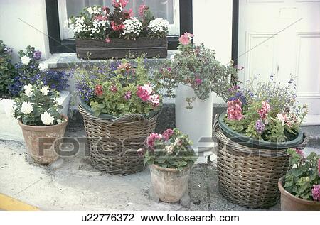 Close up of pink and white geraniums in group of reclaimed baskets and chimney pot outside small house View Large Photo Image Stock Image - Close up of pink and white geraniums in group of reclaimed baskets and chimney pot outside small house. Fotosearch