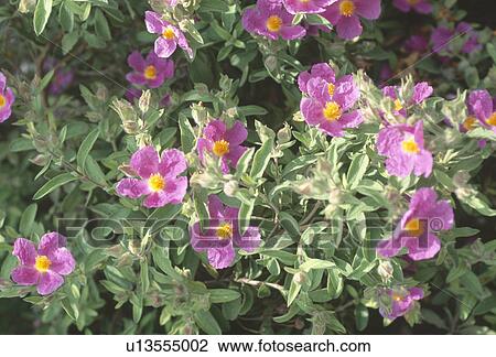 Close up of pink cistus View Large Photo Image Stock Image - Close up of pink cistus. Fotosearch