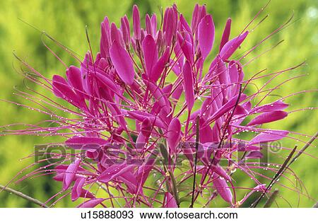 Close-up of pink Cleome View Large Photo Image Stock Image - Close-up of pink Cleome. Fotosearch