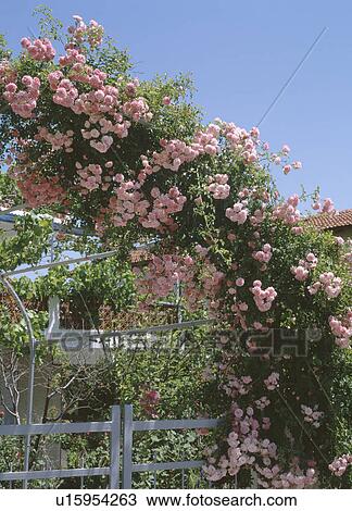 Close-up of pink climbing rose on metal arch View Large Photo Image Stock Image - Close-up of pink climbing rose on metal arch. Fotosearch