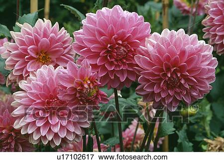 Stock Photo - Close-up of pink dahlia. Fotosearch