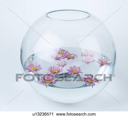 Close-up of pink daisies floating in glass gold-fish bowl View Large Photo Image Stock Image - Close-up of pink daisies floating in glass gold-fish bowl. Fotosearch