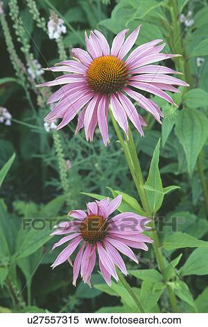 Close-up of pink Echinacea View Large Photo Image Stock Photography - Close-up of pink Echinacea. Fotosearch