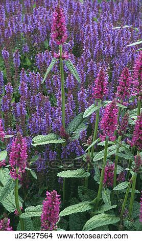 Close-up of pink Lythrum underplanted with Ajuga View Large Photo Image Picture - Close-up of pink Lythrum underplanted with Ajuga. Fotosearch
