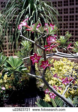 Close-up of pink oleander in Caribbean garden View Large Photo Image Stock Image - Close-up of pink oleander in Caribbean garden. Fotosearch