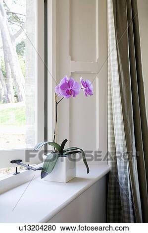 Close-up of pink orchid on windowsill View Large Photo Image Stock Image - Close-up of pink orchid on windowsill. Fotosearch