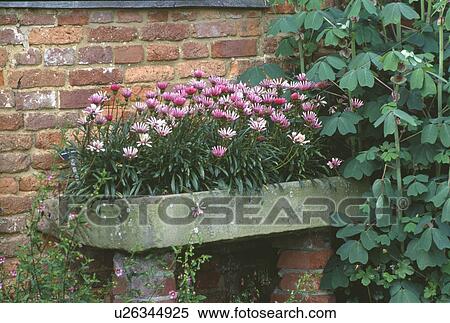 Stock Photography - Close-up of pink osteospermum in old stone sink. Fotosearch