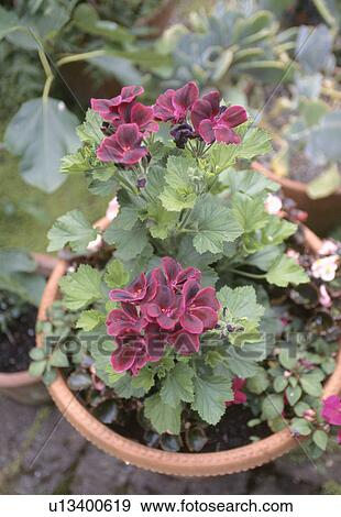 Close up of pink pelargonium in terracotta pot View Large Photo Image Stock Photo - Close up of pink pelargonium in terracotta pot. Fotosearch