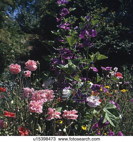 Close-up of pink poppies and purple mallow View Large Photo Image Stock Image - Close-up of pink poppies and purple mallow. Fotosearch