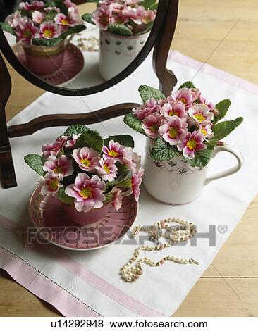 Close-up of pink primulas in cups in front of mirror View Large Photo Image Stock Photo - Close-up of pink primulas in cups in front of mirror. Fotosearch