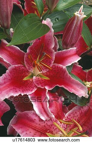 Close-up of pink Stargazer lilies View Large Photo Image Stock Image - Close-up of pink Stargazer lilies. Fotosearch