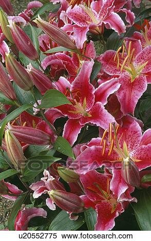 Close-up of pink Stargazer lilies View Large Photo Image Stock Photography - Close-up of pink Stargazer lilies. Fotosearch