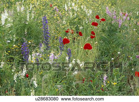 Stock Image - Close-up of poppies and blue lupins in wild flower border. Fotosearch