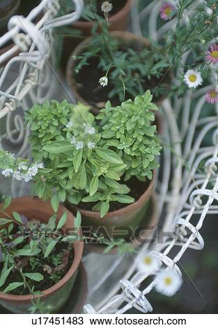 Close-up of pots of green herbs in white wirework basket View Large Photo Image Stock Image - Close-up of pots of green herbs in white wirework basket. Fotosearch