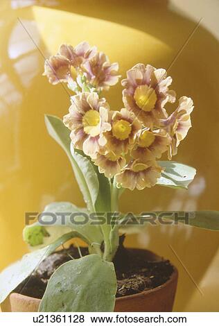 Close-up of primula auricula in pot View Large Photo Image Stock Photo - Close-up of primula auricula in pot. Fotosearch