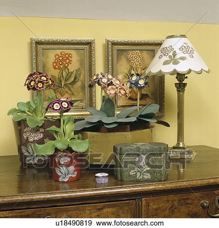 Close-up of primula auriculas in pots on table with lamp View Large Photo Image Stock Photo - Close-up of primula auriculas in pots on table with lamp. Fotosearch