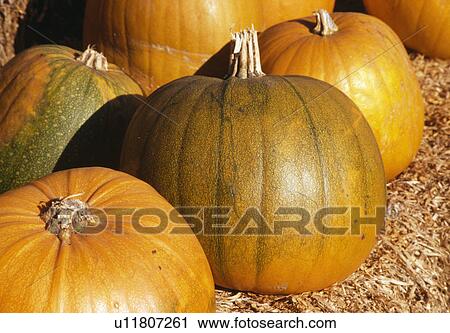 Close-up of pumpkins View Large Photo Image Stock Image - Close-up of pumpkins. Fotosearch