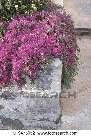 Close up of purple bougainvillea on stone wall View Large Photo Image Stock Image - Close up of purple bougainvillea on stone wall. Fotosearch