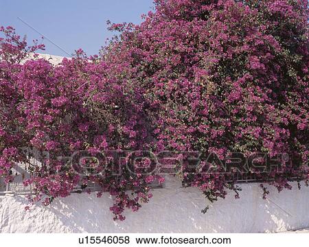 Stock Photo - Close-up of purple bougainvillea on white wall. Fotosearch