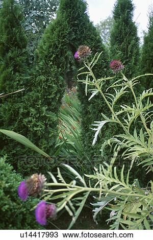 Stock Image - Close-up of purple Greater Knapweed. Fotosearch