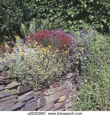 Close-up of red Alpine dianthus and yellow alyssum on dry stone wall View Large Photo Image Stock Image - Close-up of red Alpine dianthus and yellow alyssum on dry stone wall. Fotosearch