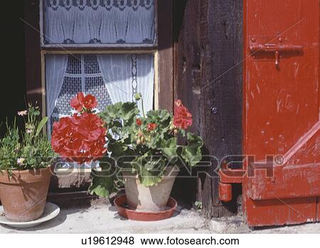 Close-up of red geraniums in pots on window-sill with red shutters at the window View Large Photo Image Stock Photo - Close-up of red geraniums in pots on window-sill with red shutters at the window. Fotosearch