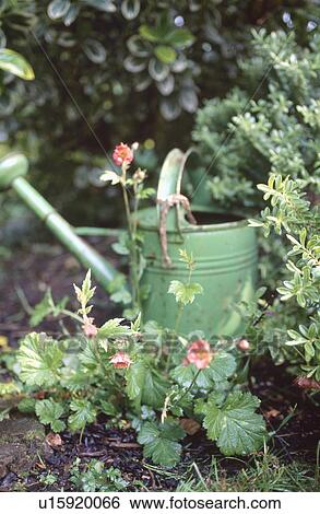 Stock Photograph - Close up of red geum and old green watering can. Fotosearch