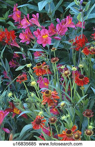 Close-up of red Helenium and bright pink Alstroemeria View Large Photo Image Stock Photography - Close-up of red Helenium and bright pink Alstroemeria. Fotosearch