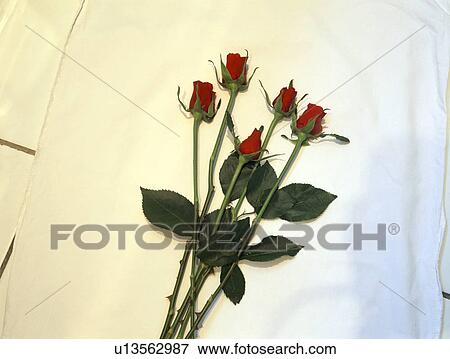 Stock Photo - Close-up of red roses on white background. Fotosearch