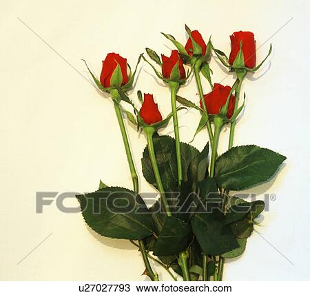 Close-up of red roses View Large Photo Image Stock Image - Close-up of red roses. Fotosearch