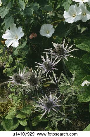 Close up of sea holly growing with a white mallow. View Large Photo Image Stock Photo - Close up of sea holly growing with a white mallow.. Fotosearch