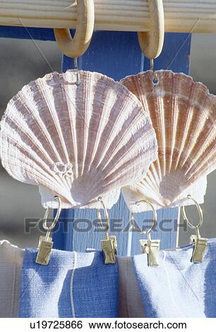 Close-up of seashell clips on blue curtain View Large Photo Image Stock Photograph - Close-up of seashell clips on blue curtain. Fotosearch