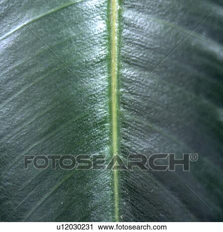 Close-up of shiny green leaf View Large Photo Image Stock Image - Close-up of shiny green leaf. Fotosearch