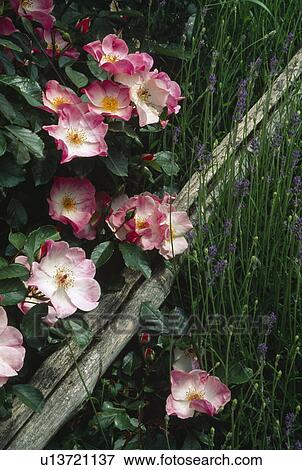 Close up of shrub rose with single flowers-soft pink with white centres. View Large Photo Image Stock Photo - Close up of shrub rose with single flowers-soft pink with white centres.. Fotosearch