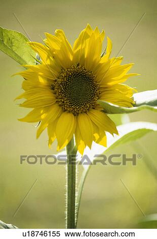 Close up of single annual sunflower bloom. View Large Photo Image Stock Photography - Close up of single annual sunflower bloom.. Fotosearch