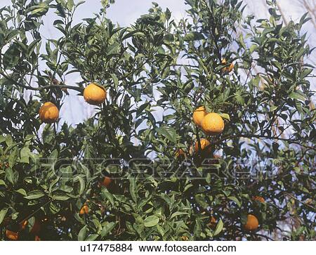 Picture - Close-up of small oranges on tree. Fotosearch