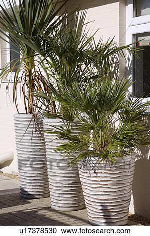 Close up of small palms in white textured pots View Large Photo Image Stock Image - Close up of small palms in white textured pots. Fotosearch