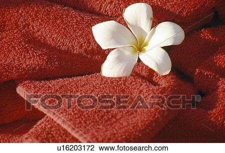 Close-up of small white flower on rust-coloured towels View Large Photo Image Stock Image - Close-up of small white flower on rust-coloured towels. Fotosearch