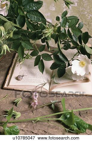 Stock Photo - Close-up of snail on open book with white wild rose. Fotosearch