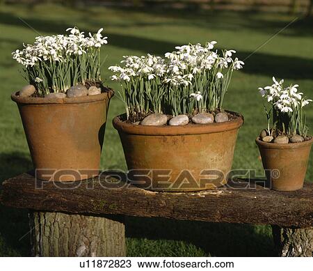 Close-up of snowdrops in old terracotta pots View Large Photo Image Stock Image - Close-up of snowdrops in old terracotta pots. Fotosearch
