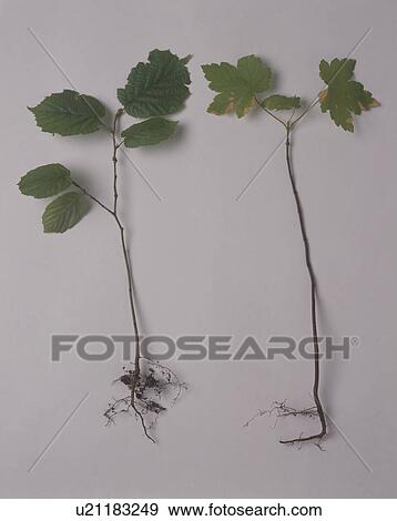 Stock Photo - Close-up of sycamore and beech seedlings. Fotosearch