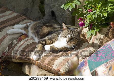 Stock Photo - Close-up of tabby cat lying on pile of cushions in garden. Fotosearch