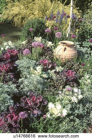 Close-up of terracotta urn and ornamental cabbages with mauve alliums in garden border in summer View Large Photo Image Stock Photograph - Close-up of terracotta urn and ornamental cabbages with mauve alliums in garden border in summer. Fotosearch