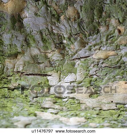 Stock Photo - close-up of textured mossy rockface. Fotosearch