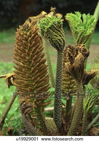 Close up of the emerging flower spikes of gunnera. View Large Photo Image Stock Image - Close up of the emerging flower spikes of gunnera.. Fotosearch