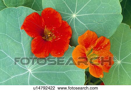 Close-up of the green leaves and orange flowers of nasturtium View Large Photo Image Stock Image - Close-up of the green leaves and orange flowers of nasturtium. Fotosearch